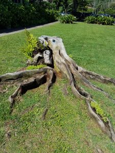 This tree stump sculpture is amazing!